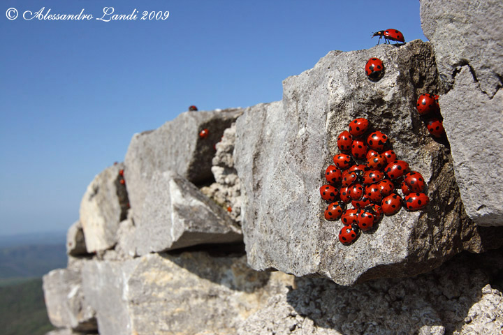 Ladybugs Kingdom ( Coccinellidae ) 01.jpg